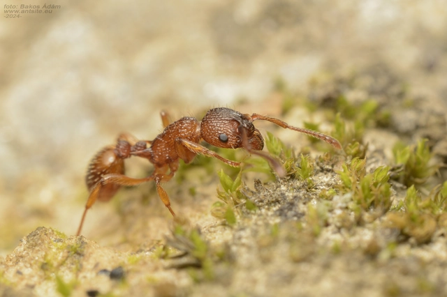 Myrmica sabuleti - gyakori bütyköshangya
