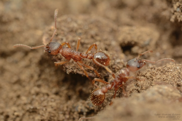 Myrmica ruginodis - erdei bütyköshangya