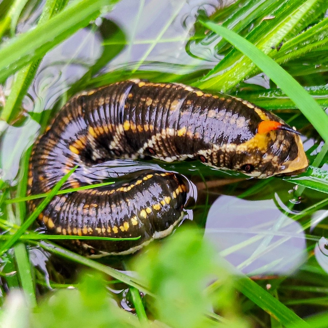 Agrius convolvuli - szulákszender