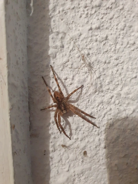 Zoropsis spinimana - tüskéskezű álfarkaspók