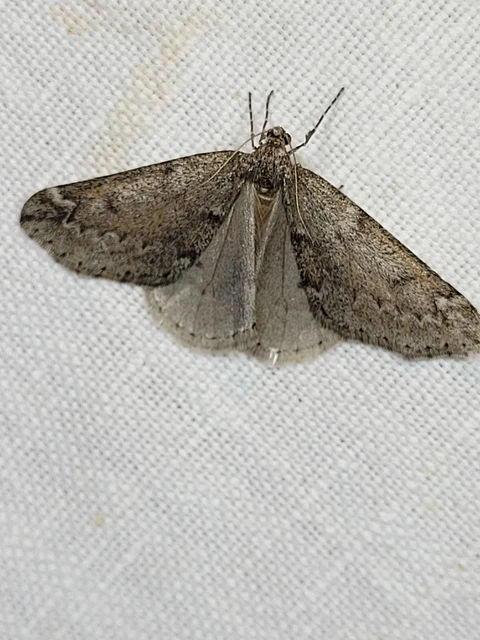 Alsophila aescularia - vadgesztenye-araszoló