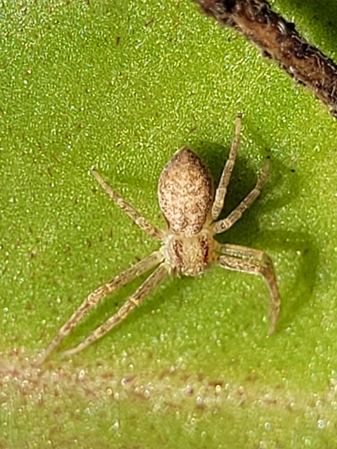Philodromus