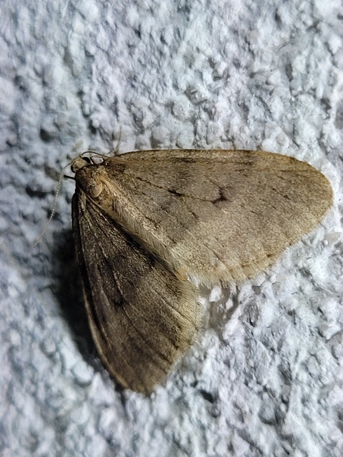 Operophtera brumata - kis téliaraszoló