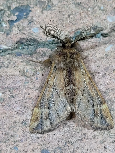 Ptilophora plumigera - tollas púposszövő