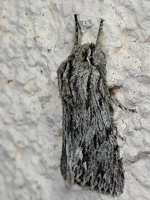 Asteroscopus sphinx - csillagnéző bundásbagoly