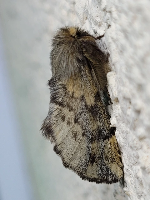 Ptilophora plumigera - tollas púposszövő