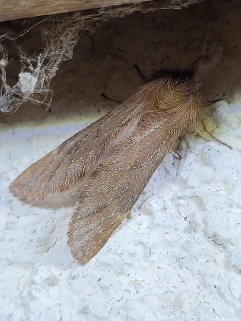Ptilophora plumigera - tollas púposszövő