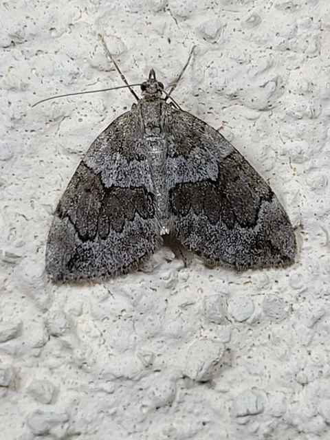 Thera juniperata - boróka-araszoló