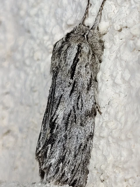 Asteroscopus sphinx - csillagnéző bundásbagoly