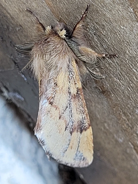 Ptilophora plumigera - tollas púposszövő