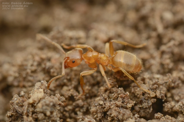 Lasius flavus - gyakori borostyánhangya