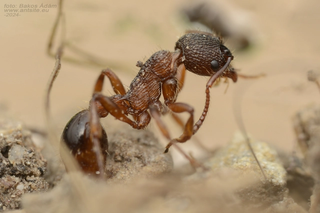 Myrmica schencki - kétszínű bütyköshangya