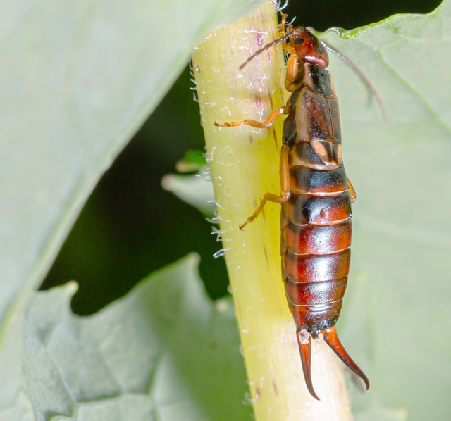 Forficula auricularia - közönséges fülbemászó