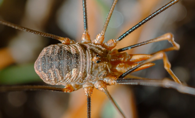 Opiliones - Kaszáspókok