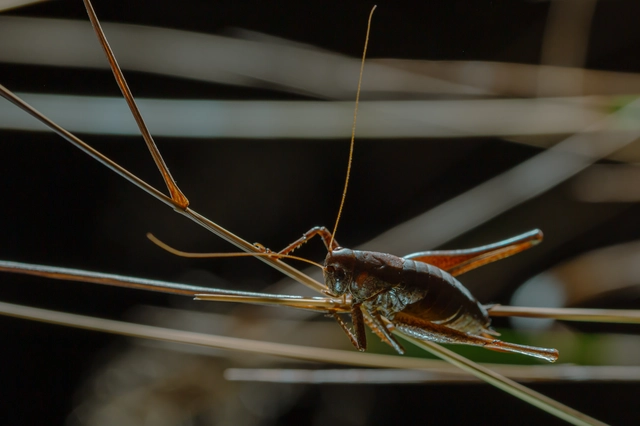 Pholidoptera griseoaptera - szürke avarszöcske