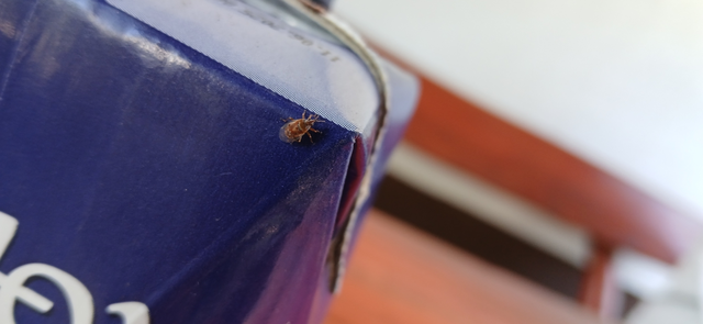 Kleidocerys resedae - nyírbodobács