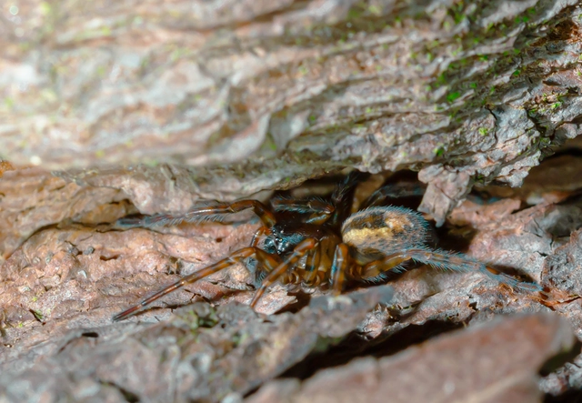 Amaurobius fenestralis - ablakos eretnekpók