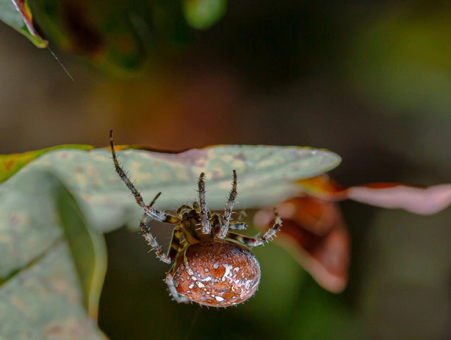 Araneus diadematus - koronás keresztespók