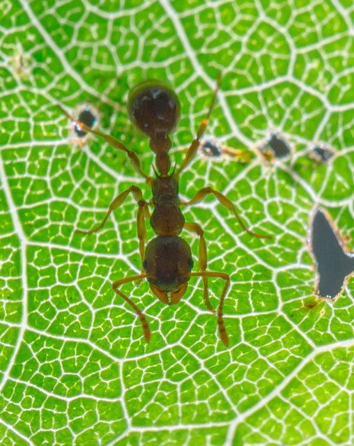Myrmica ruginodis - erdei bütyköshangya