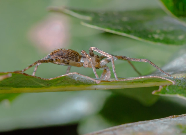 Anyphaena accentuata - jegyespók