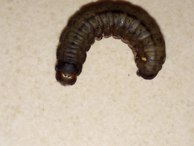 Trachea atriplicis - nyári zöldbagoly