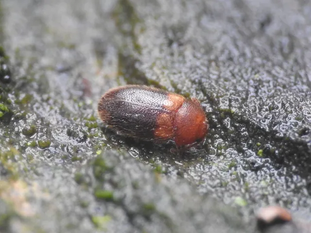 Triphyllus bicolor - kétszínű gombabogár