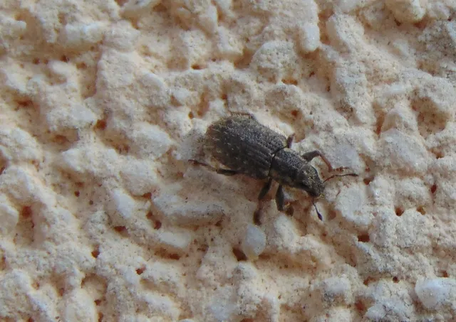 Sitona hispidulus - szőrös csipkézőbogár