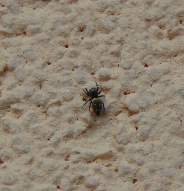 Heliophanus