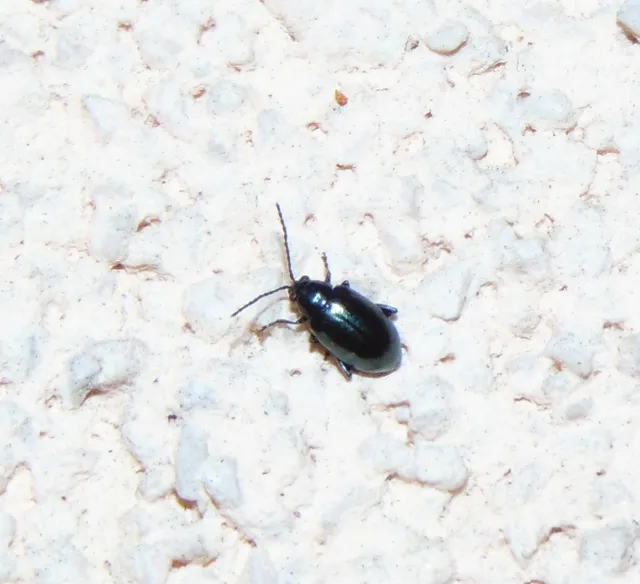 Altica