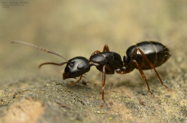 Camponotus fallax - ligeti lóhangya