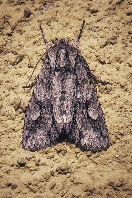 Meganephria bimaculosa - kétfoltos szilbagoly