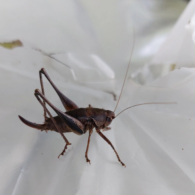 Pholidoptera griseoaptera - szürke avarszöcske