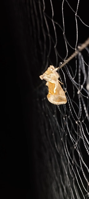 Macdunnoughia confusa - cseppfoltos ezüstbagoly