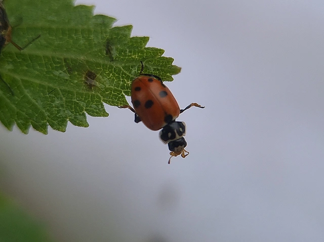 Hippodamia variegata - tizenhárompettyes katica