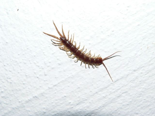 Chilopoda - Százlábúak