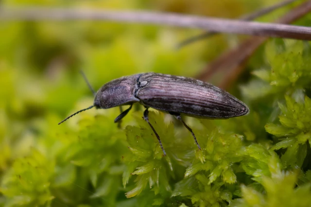 Actenicerus siaelandicus - márványos pattanó Actenicerus siaelandicus - márványos pattanó