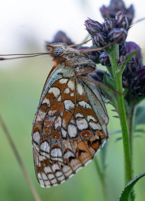 Argynnis niobe - ibolya-gyöngyházlepke