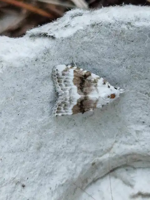 Meganola albula - fehér pamacsosszövő