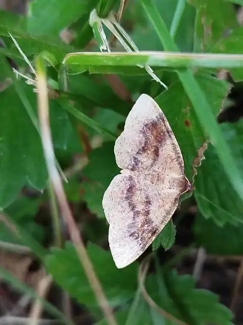 Plagodis pulveraria - szemcsés araszoló