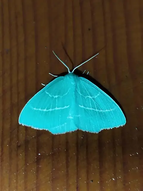 Hemistola chrysoprasaria - kékes zöldaraszoló