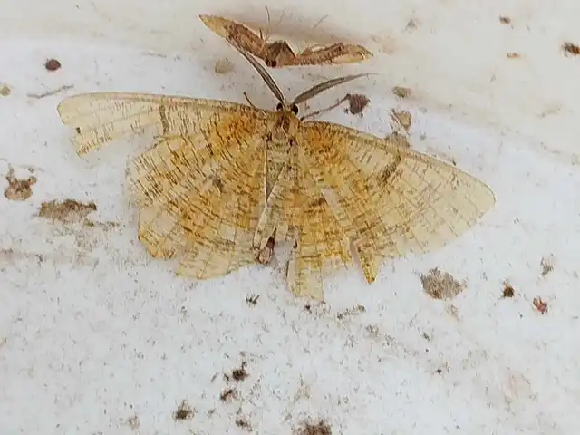 Angerona prunaria - sárga kökényaraszoló