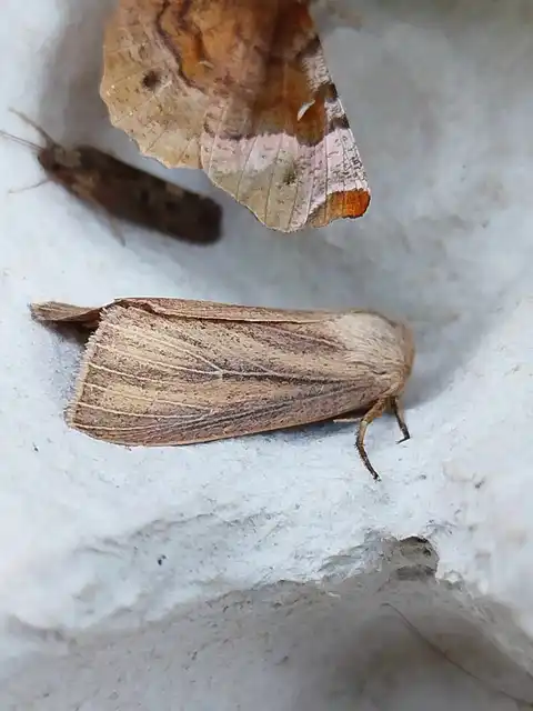 Mythimna pudorina - vörös rétibagoly