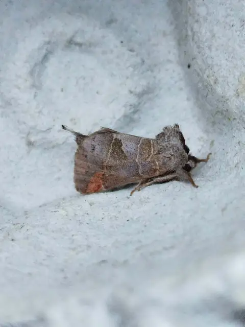 Clostera pigra - apró levélszövő