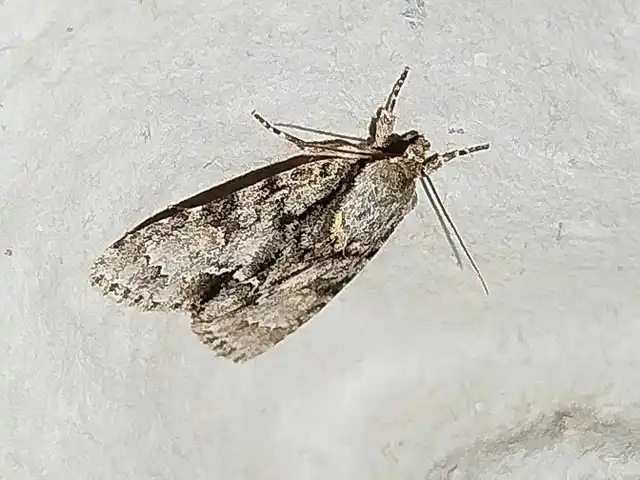 Acronicta strigosa - kis szigonyosbagoly