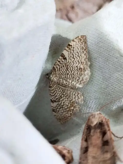 Hydria undulata - hullámvonalas araszoló