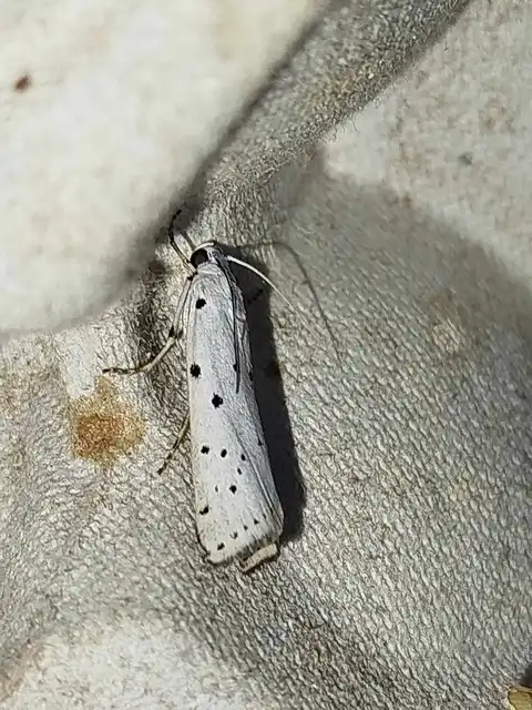 Myelois circumvoluta - pettyes karcsúmoly