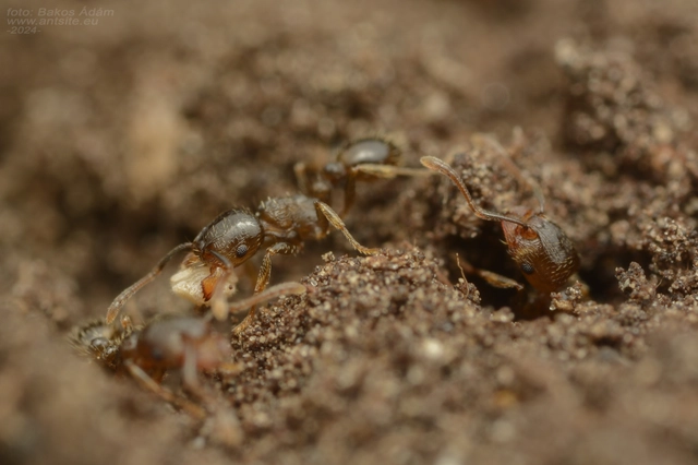 Tetramorium hungaricum - magyar gyepihangya