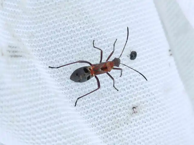 Alydus calcaratus - szőrös tövispoloska