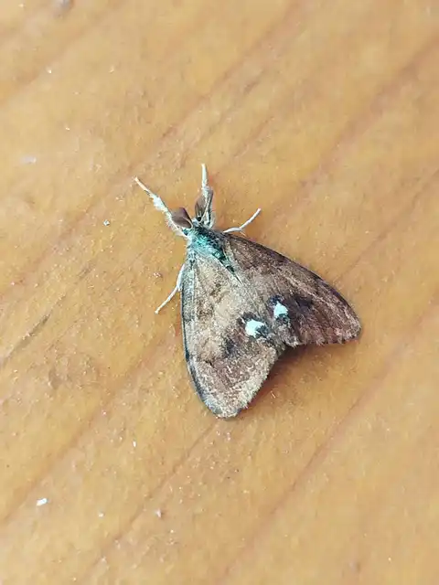 Orgyia antiqua - rozsdabarna kisszövő