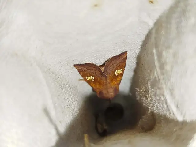 Amphipoea oculea - nagyfoltú lápibagoly